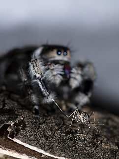 Phidippus regius hunting for a Asian Tiger mosquito Aedes albopictus Phidippus regius, known as the regal jumper is a species of jumping spider in eastern North America.  Arachnida,France,Geotagged,Jumping Spider,Phidippus regius,Regal Jumping Spider,Salticidae,Summer