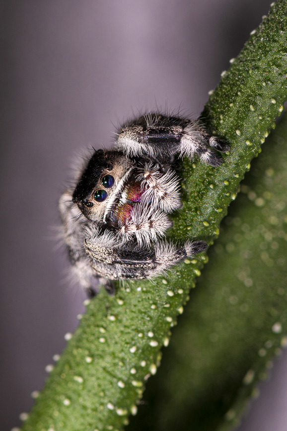 Phidippus regius on the lookout for some food Picture part of some research on predation Arachnida,France,Geotagged,Phidippus regius,Regal Jumping Spider,Salticidae,Summer