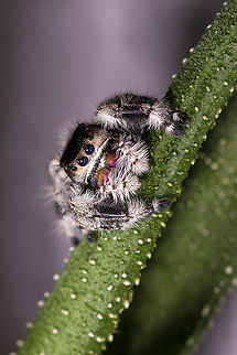 Phidippus regius on the lookout for some food Picture part of some research on predation Arachnida,France,Geotagged,Phidippus regius,Regal Jumping Spider,Salticidae,Summer