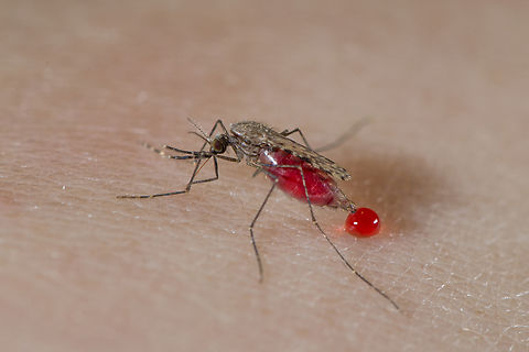 Anopheles gambiae female bloodfeeding As you can see at the back of the abdomen, the big drop of "blood", is in fact not coming from a previous bite. The female Anopheles, during it's feeding time, is removing the plasma (bearing some intact erythrocytes, hence the red colour) from the blood she is taking. Anopheles gambiae,Anophelinae,Culicidae,Diptera,Fall,France,Geotagged,Mosquito