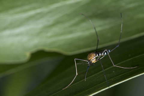 Eretmapodites chrysogaster female Eretmapodites are forest mosquitoes confined to the Afrotropical Region. This one is from Gabon.
Some arboviruses, including Rift Valley fever virus, have been isolated from a few species. Eretmapodites chrysogaster has been shown to be capable of transmitting yellow fever virus. Culicidae,Diptera,Eretmapodites chrysogaster,Fall,Gabon,Geotagged,Mosquito