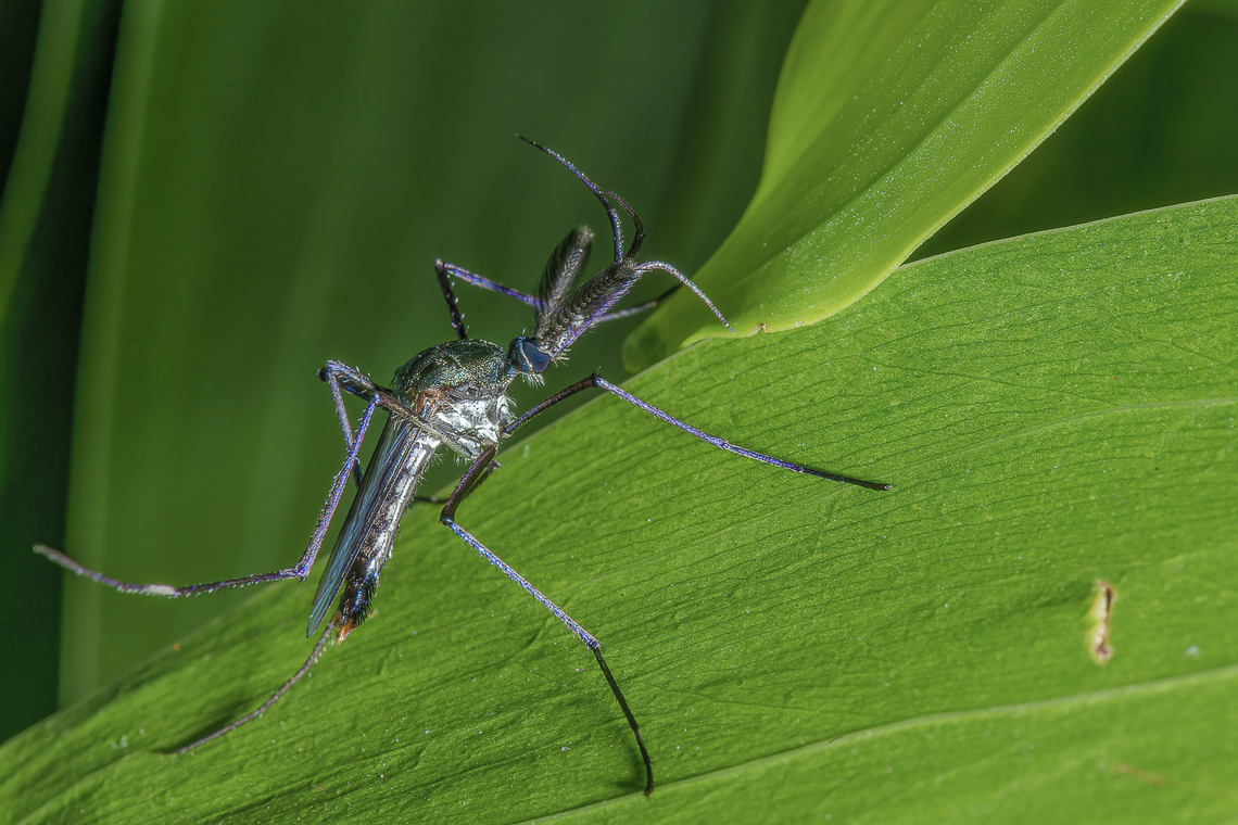 Toxorhynchites brevipalpis conradti male Toxorhynchites are called elephant mosquitoes because they are huge ! Also they do not take any bloodmeal.<br />
This one was spotted in the gabonese forest in La Lop&eacute; national park.<br />
Note the downward curved proboscis which is an amazing feature in this mosquito genus morphology.<br />
<br />
Toxorhynchites are basically forest mosquitoes. The larval habitats are mainly tree holes and bamboo, but a few species are found in leaf axils, pitcher plants, rock pools and artificial containers. The larvae of all species are predacious. They feed mainly on the larvae of other mosquito species, but exhibit cannibalism or feed on detritus in the absence of suitable prey. Males and females both feed exclusively on nectar and other sugary substances. The adults are active during the day.<br />
<br />
Species of Toxorhynchites are largely confined to tropical regions. A few species occur in the eastern fringes of Asia and North America. Three apparently introduced species are found in Fiji and Samoa in the South Pacific, but species of the genus are otherwise absent from all oceanic islands, including New Zealand. Species of subgenus Toxorhynchites occur only in the Old World, those of subgenus Afrorhynchus occur in Africa, and species of subgenera Ankylorhynchus and Lynchiella are confined to the New World. Culicidae,Diptera,Fall,Gabon,Geotagged,Mosquito,Toxorhynchites,Toxorhynchites brevipalpis conradti