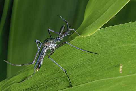 Toxorhynchites brevipalpis conradti male Toxorhynchites are called elephant mosquitoes because they are huge ! Also they do not take any bloodmeal.
This one was spotted in the gabonese forest in La Lopé national park.
Note the downward curved proboscis which is an amazing feature in this mosquito genus morphology.

Toxorhynchites are basically forest mosquitoes. The larval habitats are mainly tree holes and bamboo, but a few species are found in leaf axils, pitcher plants, rock pools and artificial containers. The larvae of all species are predacious. They feed mainly on the larvae of other mosquito species, but exhibit cannibalism or feed on detritus in the absence of suitable prey. Males and females both feed exclusively on nectar and other sugary substances. The adults are active during the day.

Species of Toxorhynchites are largely confined to tropical regions. A few species occur in the eastern fringes of Asia and North America. Three apparently introduced species are found in Fiji and Samoa in the South Pacific, but species of the genus are otherwise absent from all oceanic islands, including New Zealand. Species of subgenus Toxorhynchites occur only in the Old World, those of subgenus Afrorhynchus occur in Africa, and species of subgenera Ankylorhynchus and Lynchiella are confined to the New World. Culicidae,Diptera,Fall,Gabon,Geotagged,Mosquito,Toxorhynchites,Toxorhynchites brevipalpis conradti