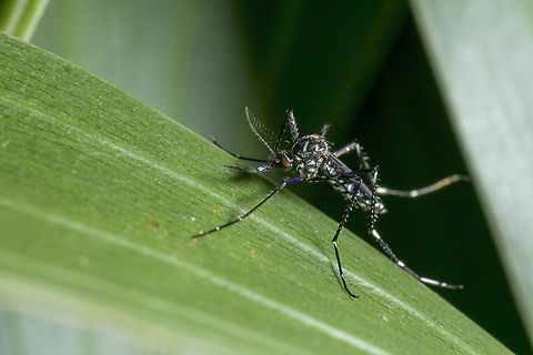Aedes africanus female Aedes africanus is the sylvatic vector of the yellow fever, it is mainly found in tropical forest and restricted to sub-saharan Africa. Aedes,Aedes africanus,Culicidae,Diptera,Fall,Gabon,Geotagged,Mosquito