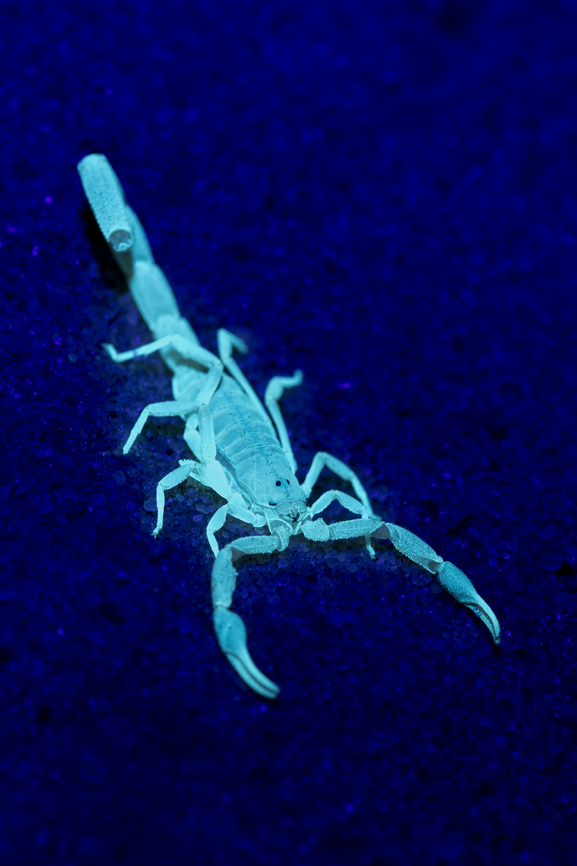 Scorpion to be identified (probably genus Uroplectes) I was screening the surrounding of the encampment with a UV light at night in Botswana and I found lots of scorpions arround. It is amazing how the reflect UV light ! Arachnida,Botswana,Geotagged,Scorpion,Ultra Violet Light,Winter