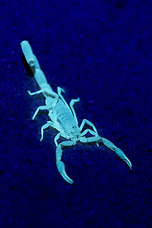 Scorpion to be identified (probably genus Uroplectes) I was screening the surrounding of the encampment with a UV light at night in Botswana and I found lots of scorpions arround. It is amazing how the reflect UV light ! Arachnida,Botswana,Geotagged,Scorpion,Ultra Violet Light,Winter