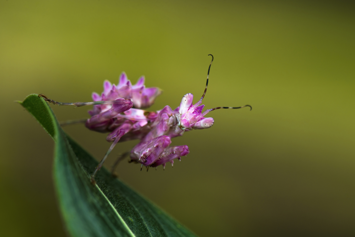 Pseudocreobotra ocellata juvenile This mantis is known as the African flower mantis, it is impressive and have a great camouflage against flowers of the same colours were you find them lurking to hunt some food.<br />
This picture was taken in the backyard of a friend in Gabon. It was very windy and it was cloudy and I was so excited I did not took care of the camera settings and was shooting like crazy, I don't know how I manage to shoot this, pure luck ! Gabon,Geotagged,Mantis,Mantodea,Praying Mantis,Pseudocreobotra  ocellata,Pseudocreobotra ocellata,Spring