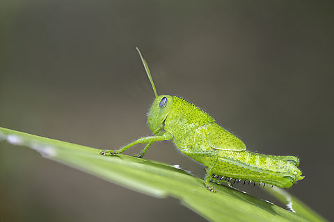 Juvenile cricket (to be identified) I found this little guy in my backyard when I was living in Gabon. Cricket,Gabon,Geotagged,Orthoptera,Summer,unidentified