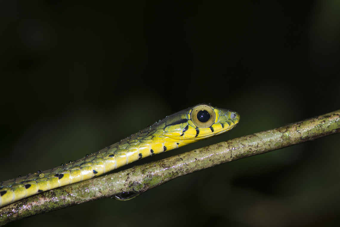 Rhamnophis batesii This snake was seen in Moukalaba-Doudou national park in Gabon in the earliest morning during a walk in the forest, you can see some drops of water on the snake. Amazing encounter ! Gabon,Geotagged,Rhamnophis batesii,Snake,Spotted dagger-tooth tree snake,Spring