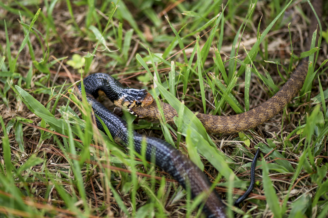 Naja melanoleuca juvenile swallowing an adult Dasypeltis fasciata In the backyard of a friend, in Gabon, we encouter this weird show of this cobra snake eating another snake, what a incredible moment !<br />
It is well known that cobras love eating other snakes as a primary source of food. Elapidae,Forest cobra,Gabon,Geotagged,Herpetology,Naja,Naja melanoleuca,Squamata,Summer,reptile,snake