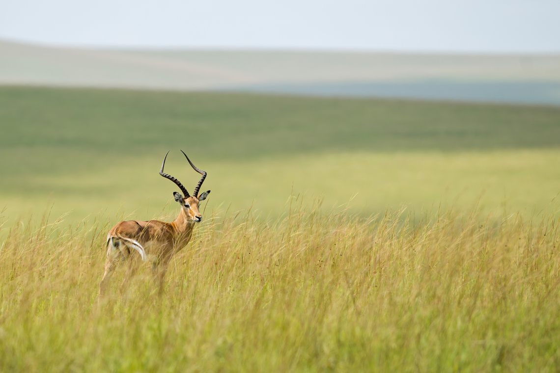 Aepyceros melampus male The impala is a medium-sized antelope found in eastern and southern Africa, it has nothing to do in Gabon, but was introduce in this reserve of savanah environment and is well aclimated now. Aepyceros melampus,Antelope,Bovidae,Gabon,Geotagged,Impala,Rooibok,Summer