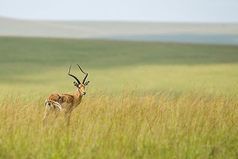 Aepyceros melampus male The impala is a medium-sized antelope found in eastern and southern Africa, it has nothing to do in Gabon, but was introduce in this reserve of savanah environment and is well aclimated now. Aepyceros melampus,Antelope,Bovidae,Gabon,Geotagged,Impala,Rooibok,Summer