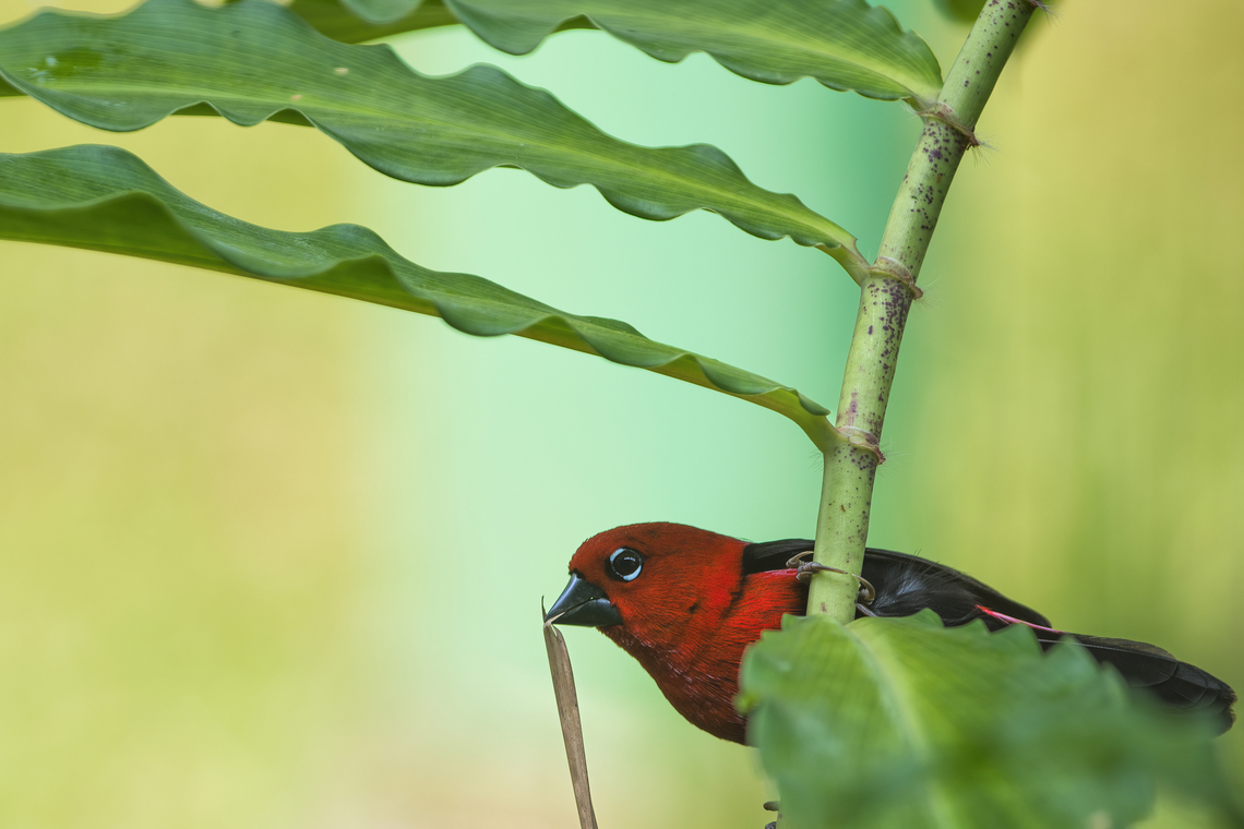 Spermophaga poliogenys Bird watching in your garden is nice ! This one was gathering twigs and leaves to make its nest. Aves,Bird,Estrildidae,Gabon,Geotagged,Grant's bluebill,Spermophaga poliogenys,Summer