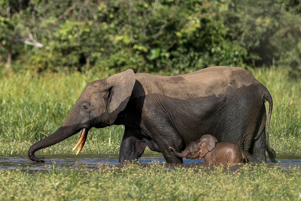 Loxodonta cyclotis female and her calf Loxodonta cyclotis are forest elephants native from humid forest from west and central Africa. They almost never leave their forests and love bathing in the rivers, they can scuba dive with their trunks out of the water, very fun to watch !<br />
<br />
If you look closely on the baby elephant&#039;s ear, at the bas, you will see a white spot. This is a tick, a female of Amblyomma tholloni species, well engorged ! African forest elephant,Elephant,Elephantidae,Gabon,Geotagged,Loxodonta,Loxodonta cyclotis,Summer