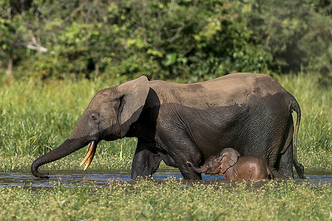 Loxodonta cyclotis female and her calf Loxodonta cyclotis are forest elephants native from humid forest from west and central Africa. They almost never leave their forests and love bathing in the rivers, they can scuba dive with their trunks out of the water, very fun to watch !

If you look closely on the baby elephant's ear, at the bas, you will see a white spot. This is a tick, a female of Amblyomma tholloni species, well engorged ! African forest elephant,Elephant,Elephantidae,Gabon,Geotagged,Loxodonta,Loxodonta cyclotis,Summer