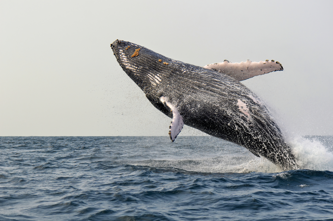 Megaptera novaeangliae Humpback whales love to display, scientists say that those jumps may be forms of play and communication and/or for removing parasites. Anyway it is a breathtaking show ! Cetacea,Geotagged,Humpback whale,Megaptera,Megaptera novaeangliae,Summer