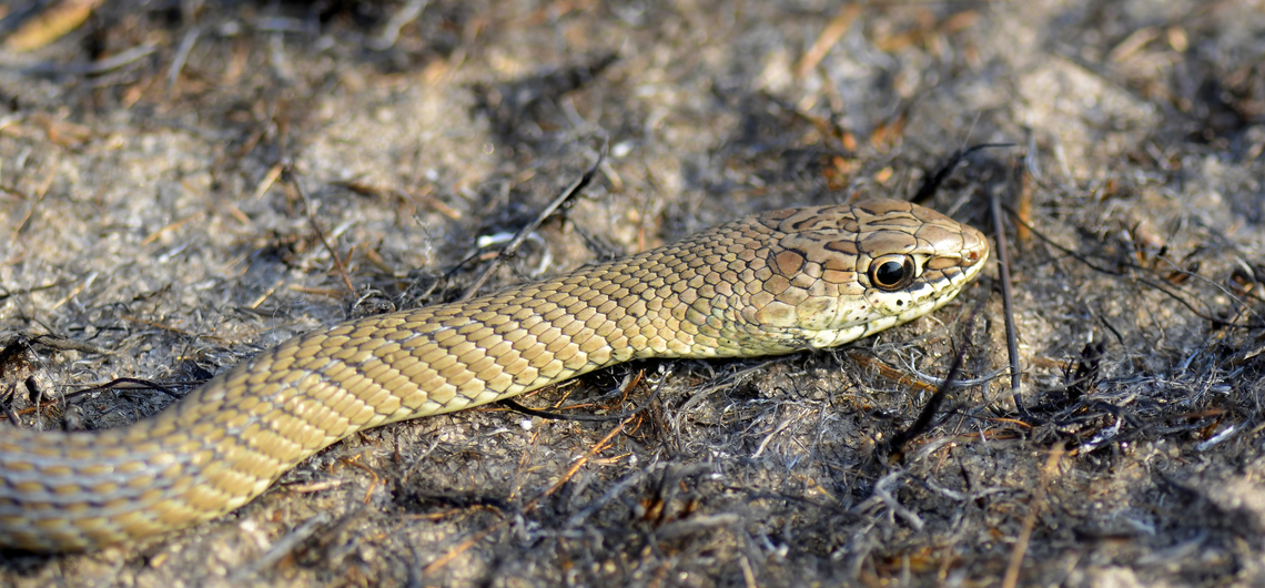 Psammophis phillipsii This one was roaming in a freshly burnt patch of savanah in the coast of Gabon. Colubridae,Gabon,Geotagged,Psammophis phillipsii,Reptilia,Squamata,Winter,reptile,snake