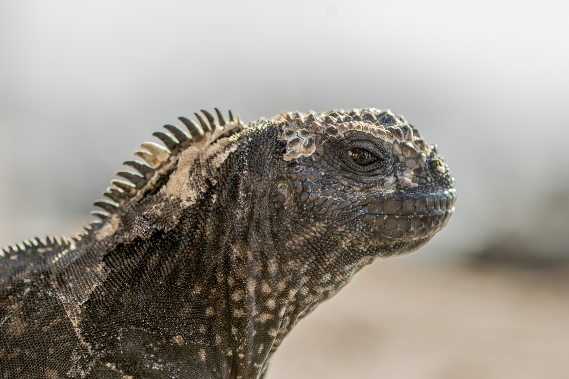 Amblyrhynchus cristatus juvenile The Gal&aacute;pagos marine iguanas are fascinating creatures, they are endemic to Gal&aacute;pagos islands, they have the unique ability to forage in the sea for algae which are their main diet. It exist several subspecies distributed arround the archipelago. This was taken on San Cristobal island.<br />
If you look closely the ear of this iguana you can spot two ticks that are hooked to it. Wow in fact I spot 5 of them ! Do you ? Amblyrhynchus cristatus,Ecuador,Geotagged,Iguanidae,Marine iguana,Reptile,Squamata,Winter