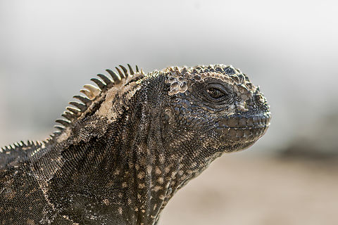 Amblyrhynchus cristatus juvenile The Gal&aacute;pagos marine iguanas are fascinating creatures, they are endemic to Gal&aacute;pagos islands, they have the unique ability to forage in the sea for algae which are their main diet. It exist several subspecies distributed arround the archipelago. This was taken on San Cristobal island.
If you look closely the ear of this iguana you can spot two ticks that are hooked to it. Wow in fact I spot 5 of them ! Do you ? Amblyrhynchus cristatus,Ecuador,Geotagged,Iguanidae,Marine iguana,Reptile,Squamata,Winter