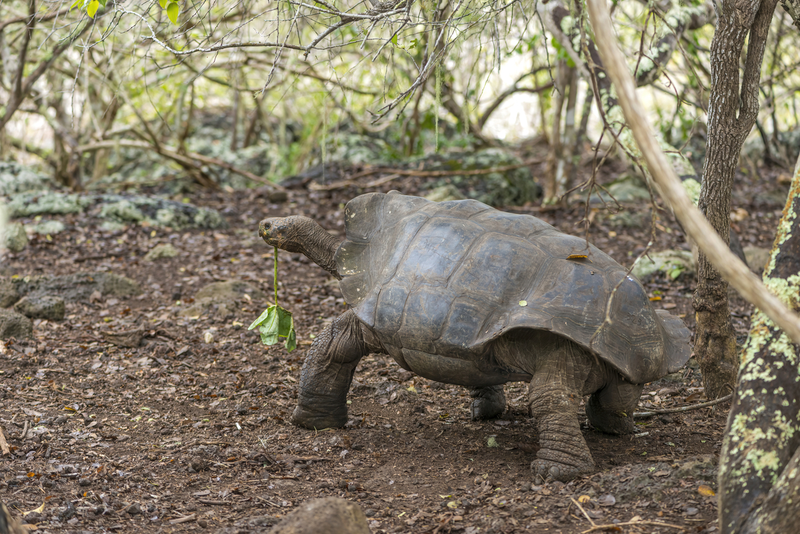Chelonoidis chathamensis The subspecies was heavily exploited and eliminated over much of its original range. Fortunately thanks to conservation efforts and sanctuaries, this species remains alive.<br />
It is a really huge turtle of up to 1m long !  Chelonoidis,Chelonoidis niger chathamensis,Ecuador,Geotagged,San Cristóbal giant tortoise,Testudines,Tortoise,Winter
