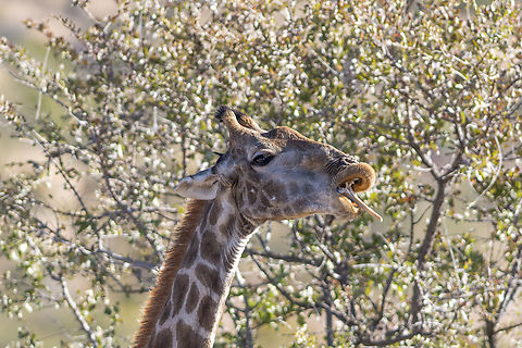 Giraffa camelopardalis angolensis eating a ..... bone ! Yes giraffe do eat bones ! When food is scarce they will eat bone to get the phosphorus and the calcium their bodies require. Angolan Giraffe,Artiodactyla,Geotagged,Giraffa,Giraffa camelopardalis angolensis,Giraffe,Giraffidae,Namibia,Winter