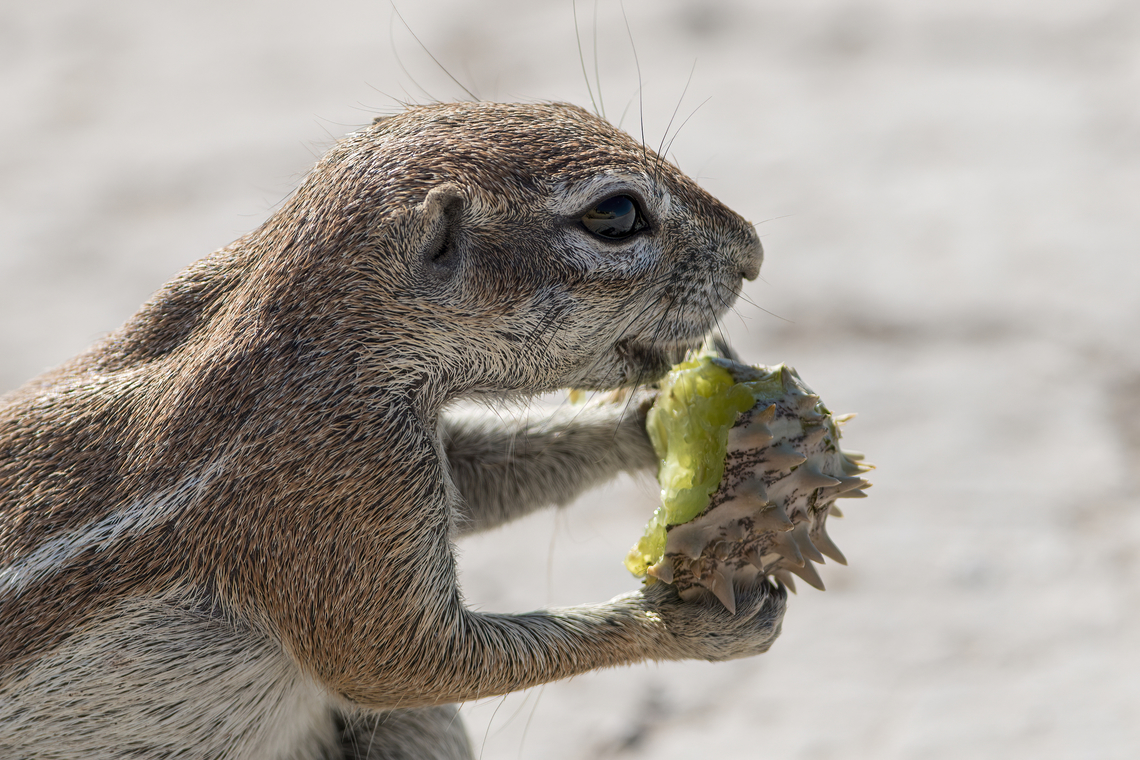 Xerus inauris I love this ground squirrel, fascinating to watch, they are pumped with pure energy, always doing something running around, this one is eating a kind of small wild squash (if someone knows the name I would be grateful).<br />
The Cape ground squirrel is found in most of the drier parts of southern Africa from South Africa, through to Botswana, and into Namibia, including Etosha National Park. Botswana,Cape ground squirrel,Geotagged,Rodentia,Sciuridae,Squirrel,Winter,Xerus inauris