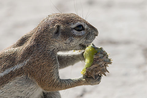 Xerus inauris I love this ground squirrel, fascinating to watch, they are pumped with pure energy, always doing something running around, this one is eating a kind of small wild squash (if someone knows the name I would be grateful).
The Cape ground squirrel is found in most of the drier parts of southern Africa from South Africa, through to Botswana, and into Namibia, including Etosha National Park. Botswana,Cape ground squirrel,Geotagged,Rodentia,Sciuridae,Squirrel,Winter,Xerus inauris