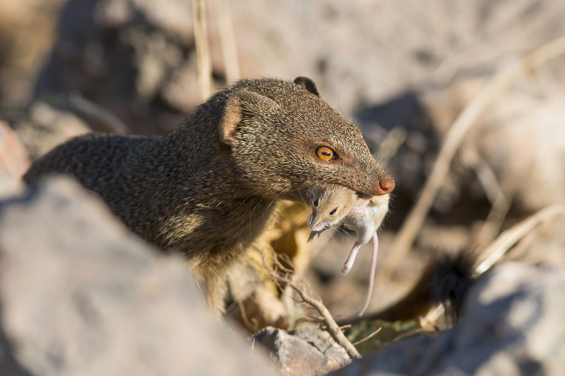 Herpestes sanguineus eating a wild mice I love mongoose ! Botswana,Carnivora,Common slender mongoose,Galerella sanguinea,Geotagged,Herpestes sanguineus,Herpestidae,Mongoose,Slender mongoose,Winter