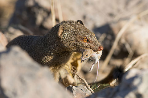 Herpestes sanguineus eating a wild mice I love mongoose ! Botswana,Carnivora,Common slender mongoose,Galerella sanguinea,Geotagged,Herpestes sanguineus,Herpestidae,Mongoose,Slender mongoose,Winter
