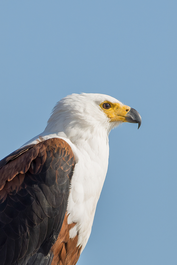 Haliaeetus vocifer The African fish eagle is a large species of eagle, this species is still quite common near freshwater lakes, reservoirs, and rivers. A magnificent eagle! Accipitridae,Accipitriformes,African fish eagle,Botswana,Eagle,Fish Eagle,Geotagged,Haliaeetus vocifer,Winter