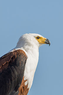 Haliaeetus vocifer The African fish eagle is a large species of eagle, this species is still quite common near freshwater lakes, reservoirs, and rivers. A magnificent eagle! Accipitridae,Accipitriformes,African fish eagle,Botswana,Eagle,Fish Eagle,Geotagged,Haliaeetus vocifer,Winter