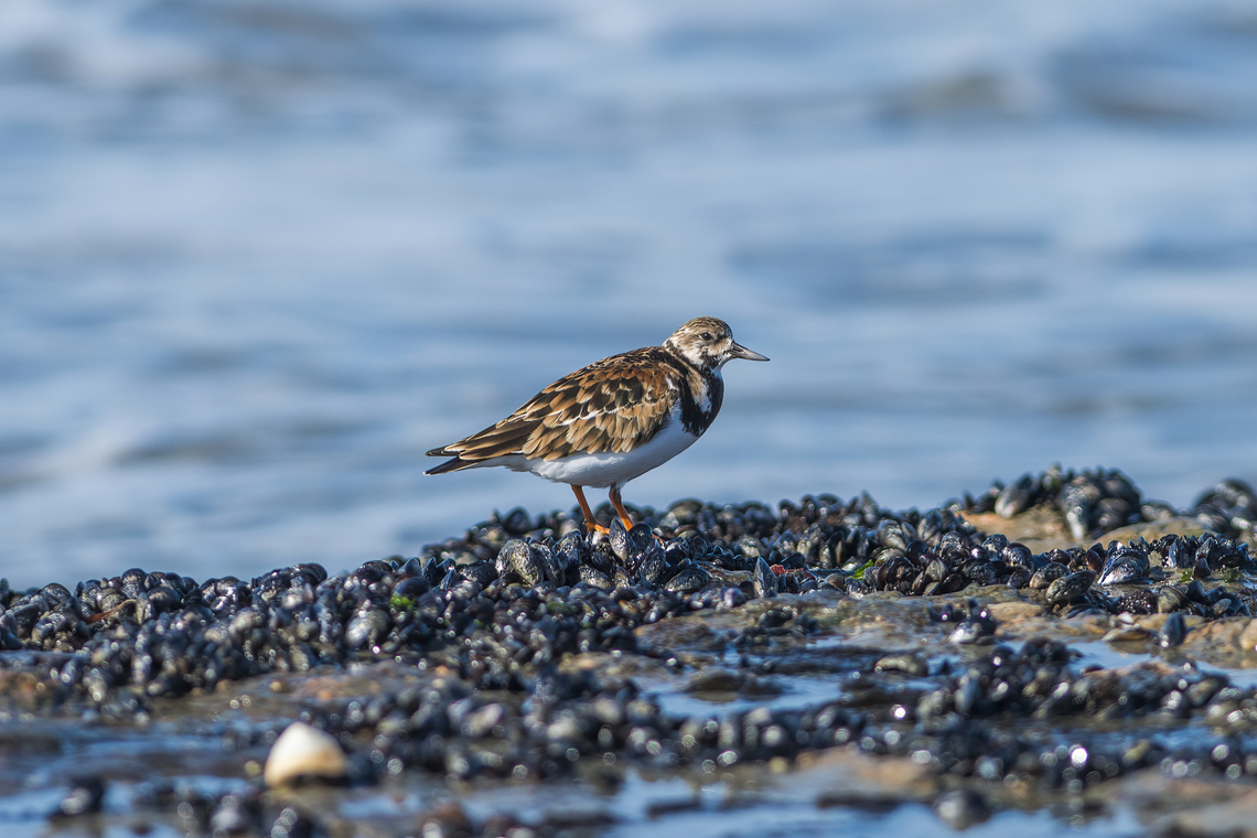 Ruddy Turnstone, Namibia  Arenaria interpres,Fall,Geotagged,Namibia,Ruddy Turnstone