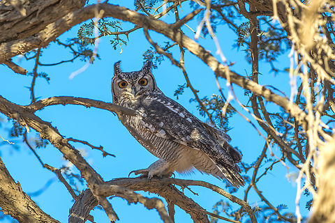 Bubo capensis An amazing encounter at Sossusvlei in the rare leaving trees of the area. Bubo capensis,Cape eagle-owl,Owl,Strigidae,Strigiformes