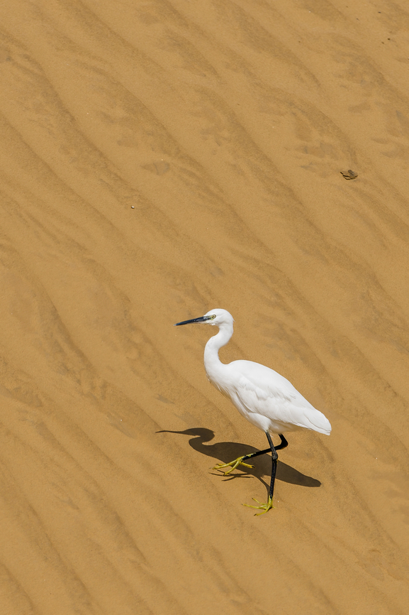 Egretta garzetta This little egret was roaming around in the dunes of Walvis Bay in Namibia. Ardeidae,Bird,Egretta garzetta,Fall,Geotagged,Little Egret,Namibia,Pelecaniformes