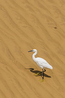 Egretta garzetta This little egret was roaming around in the dunes of Walvis Bay in Namibia. Ardeidae,Bird,Egretta garzetta,Fall,Geotagged,Little Egret,Namibia,Pelecaniformes