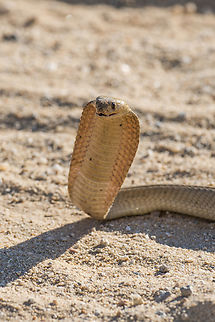 Naja nivea This cape cobra was so pissed that I stopped the car to take pictures of him he decided to attack the car, from the inside of the car we eared the sound of him attacking the tires "bump, bump bump", scary ! Cape cobra,Cobra,Elapidae,Fall,Geotagged,Naja nivea,Namibia,Serpentes,Snake