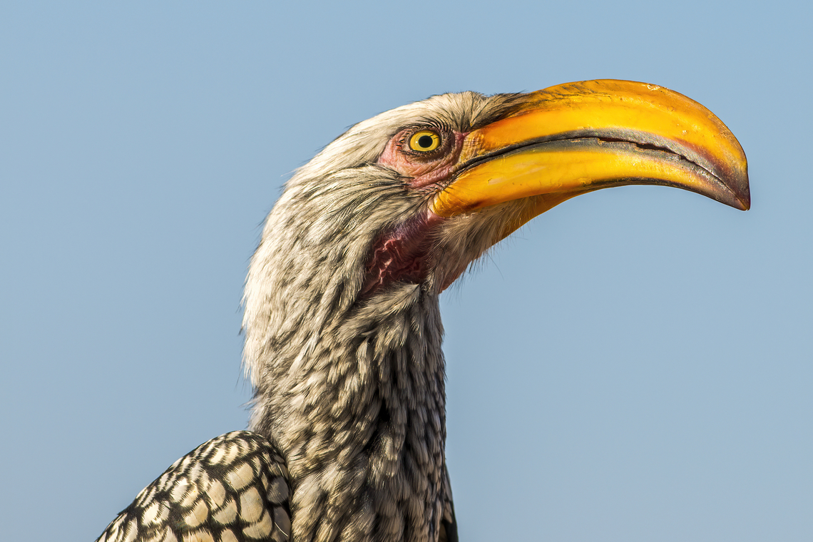 Tockus leucomelas I was fascinated by his eyelashes ! Bird,Bucerotidae,Bucerotiformes,Fall,Geotagged,Hornbill,Namibia,Southern Yellow-billed Hornbill,Tockus leucomelas