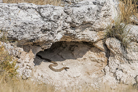Naja nigricincta Spotted in his little cave in Etosha national park Geotagged,Naja nigricincta,Namibia,Winter,Zebra spitting cobra