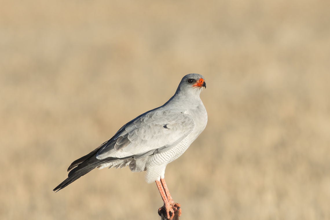 Melierax canorus The pale chanting goshawk is a bird of prey, this species is approximately 55 cm in length with a wingspan of 110 cm.<br />
I love those birds, and the fact that there is just this red colour spot on the anterior part of the head. Accipitridae,Accipitriformes,Bird,Goshawk,Melierax canorus,Pale chanting goshawk