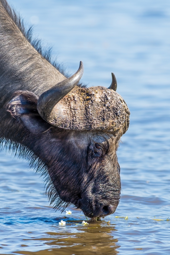 Syncerus caffer caffer Well the traditional african buffalo, not very original but, what a beast ! African buffalo,Artiodactyla,Botswana,Bovidae,Buffalo,Geotagged,Syncerus caffer,Winter