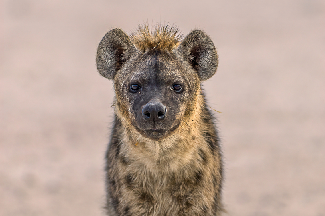Crocuta crocuta Spotted hyenas are quite curious, this one was very interested by us and came close allowing me to take a good portrait. Carnivora,Crocuta crocuta,Geotagged,Hyaenidae,Hyena,Namibia,Spotted Hyena,Winter