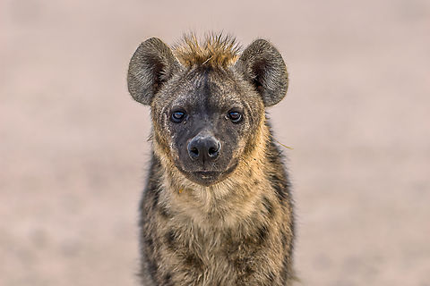 Crocuta crocuta Spotted hyenas are quite curious, this one was very interested by us and came close allowing me to take a good portrait. Carnivora,Crocuta crocuta,Geotagged,Hyaenidae,Hyena,Namibia,Spotted Hyena,Winter