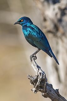 Lamprotornis chalybaeus The greater blue-eared starling is a very common species of open woodland bird but is magnificent with his metalic colours ! Botswana,Geotagged,Greater blue-eared starling,Lamprotornis chalybaeus,Passeriformes,Sturnidae,Winter,starling