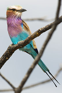 Coracias caudatus The lilac-breasted roller is a robust, large-headed bird, is often perched alone on a tree in a grassy clearing, and is almost unmistakable with their colourful plumage tones. Wonderful bird to watch ! Botswana,Coracias caudatus,Coraciidae,Coraciiformes,Geotagged,Lilac-breasted roller,Roller,Winter