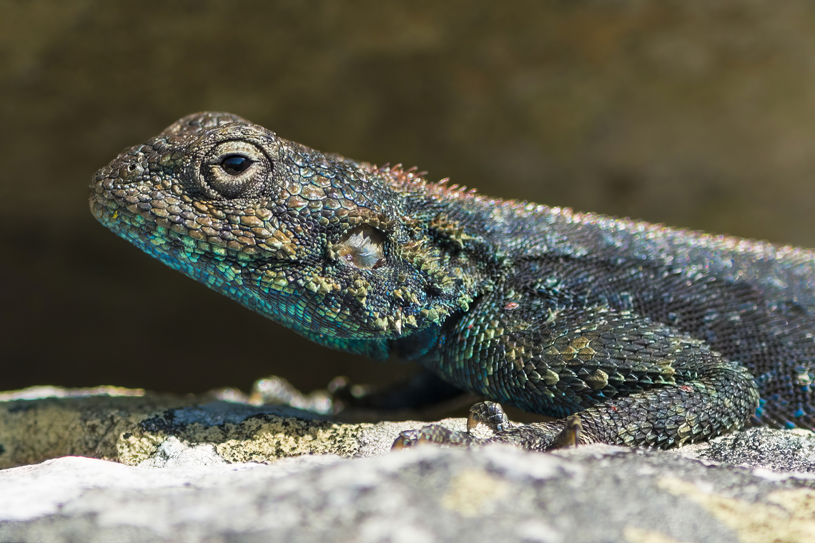 Agama atra These active, diurnal lizards normally hunt small insects such as ants and termites... It has some ability to change colour, although not to the same extent as chameleons, of which the Agamidae are a sister group. <br />
 Agama atra,Agamidae,Geotagged,Lizard,South Africa,Southern rock agama,Squamata,Winter