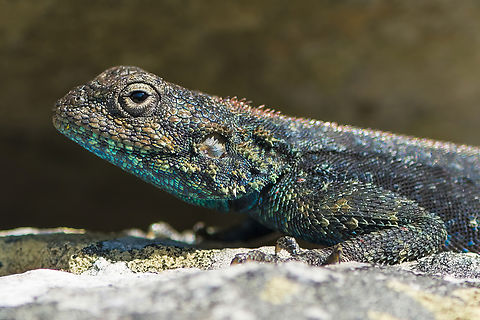 Agama atra These active, diurnal lizards normally hunt small insects such as ants and termites... It has some ability to change colour, although not to the same extent as chameleons, of which the Agamidae are a sister group. 
 Agama atra,Agamidae,Geotagged,Lizard,South Africa,Southern rock agama,Squamata,Winter