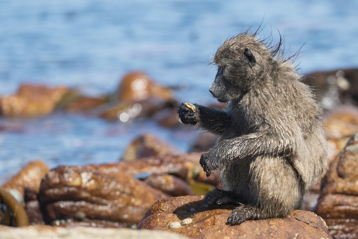 Papio ursinus eating Patella from the rocks I spend an afternoon looking at a full group of baboon taking advantage of low tide to stuff themselves full of shellfish from genus Patella. Great moment! Baboon,Cercopithecidae,Chacma baboon,Geotagged,Monkey,Papio ursinus,Primates,South Africa,Winter