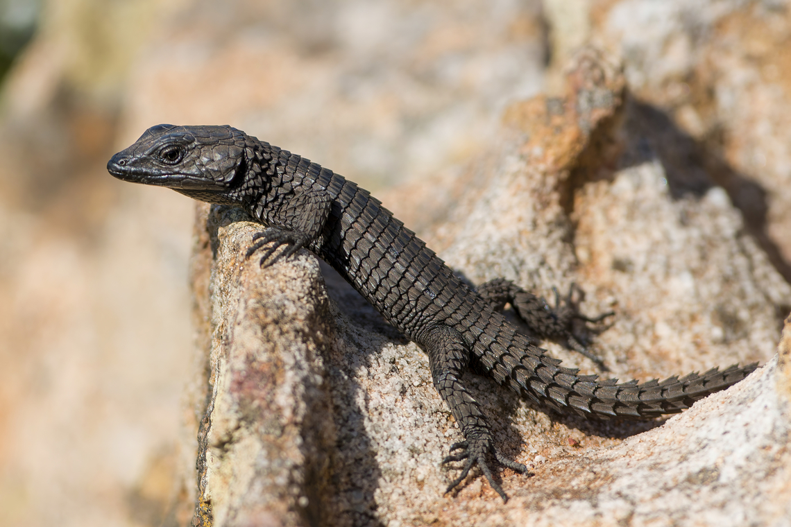 Cordylus niger taking a sun bath The black girdled lizard inhabit rocky outcrops on Table Mountain, South Africa.Their colour helps these unique lizards to absorb sufficient heat from the sun, in what is one of the darkest, least sunny parts of South Africa. Black girdled lizard,Cordylidae,Cordylus niger,Geotagged,Girdled lizard,Lizard,South Africa,Squamata,Winter