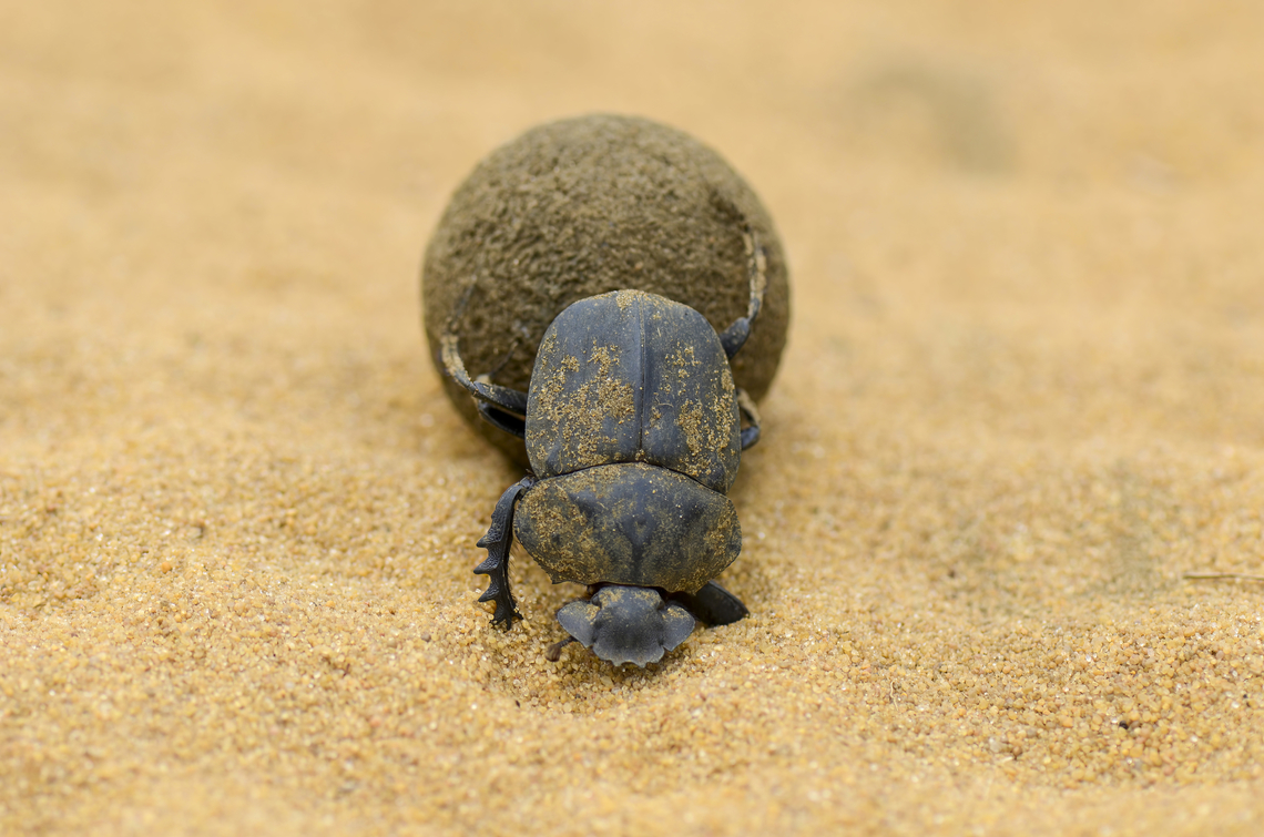 Pachylomera femoralis rolling his dung ball Pachylomera femoralisis the largest flying, ball-rolling dung beetle in the world.The male forms the dung ball for breeding, and a female will approach and assist in rolling a dung ball which is to her liking. Beetle,Coleoptera,Dung Beetle,Flattenened giant dung beetle,Gabon,Geotagged,Pachylomera femoralis,Scarabaeidae,Winter