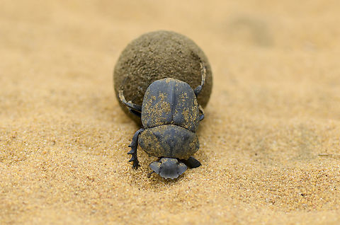 Pachylomera femoralis rolling his dung ball Pachylomera femoralisis the largest flying, ball-rolling dung beetle in the world.The male forms the dung ball for breeding, and a female will approach and assist in rolling a dung ball which is to her liking. Beetle,Coleoptera,Dung Beetle,Flattenened giant dung beetle,Gabon,Geotagged,Pachylomera femoralis,Scarabaeidae,Winter